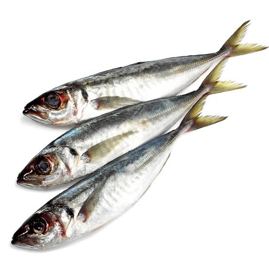 Horse Mackerel